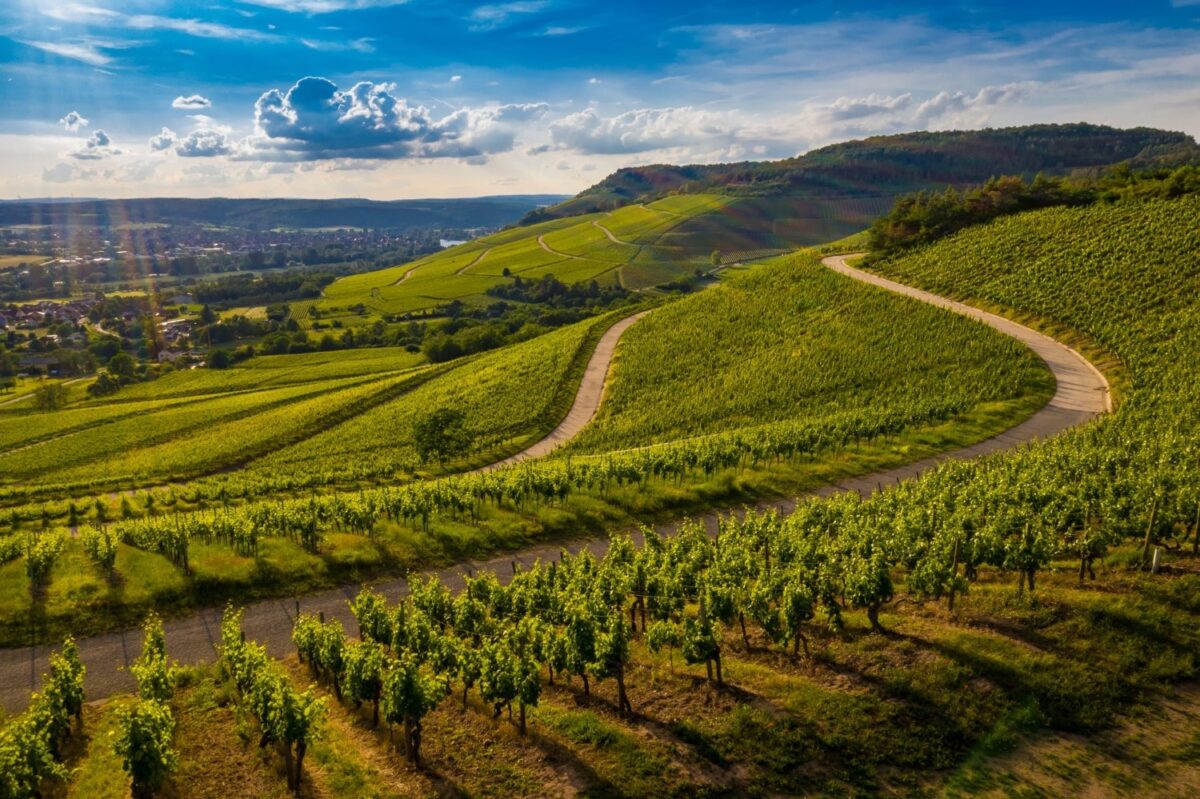 beautiful-view-of-a-vineyard-in-the-green-hills-at-sunset-min-min