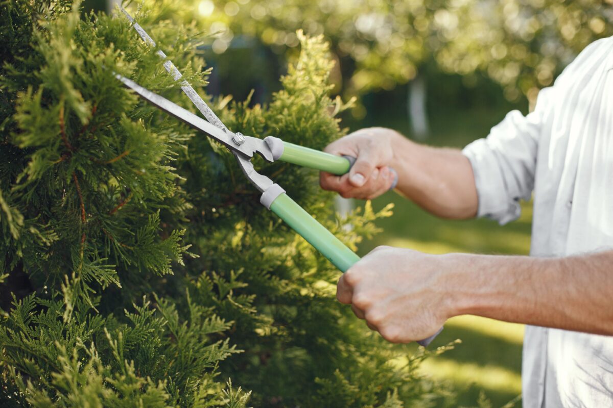 man-trimming-bough-of-brush-guy-works-in-a-backyard-min