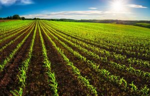 Agricoltura, la Regione: "Partono i due nuovi bandi a sostegno delle aziende agricole e agroalimentari dell'Emilia-Romagna" – Forlì24ore.it - Forlì24Ore