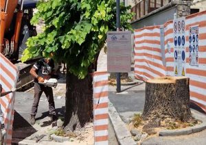 Avezzano, Motoseghe in azione a Via Mazzini – La Città Giardino è solo un ricordo - SITe.it