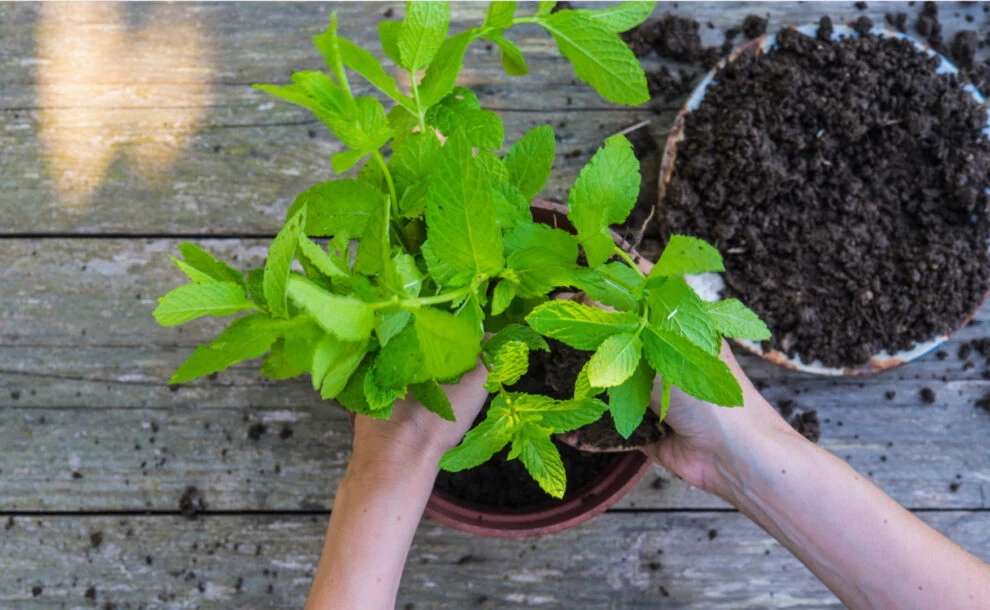 Dopo 7 anni finisce il Bonus Verde: tutte le opportunità e le alternative - Io Donna