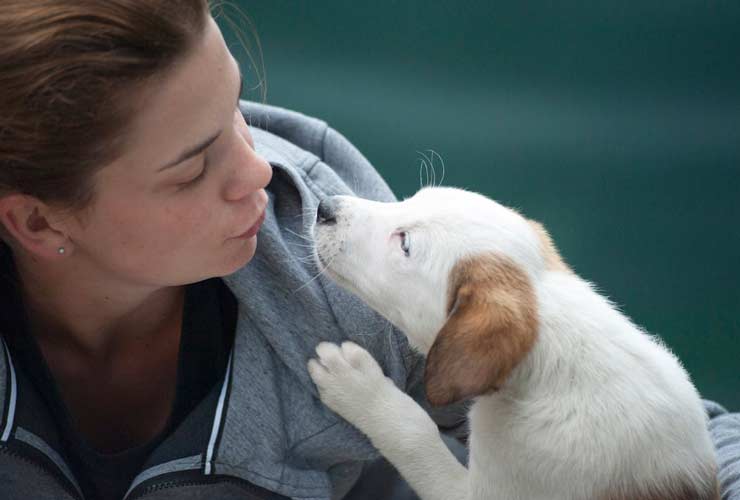 Superbonus 110 animali domestici: approvazione immediata della Meloni | Ti danno un camion di soldi per accudire il tuo cucciolo - CircuitoLavoro.it